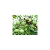 供核桃苗桃树苗苹果苗山楂苗枣树苗柿子苗