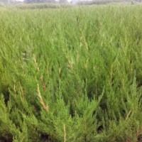 供应绿化小龙柏20----50冠幅