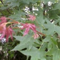 供应五角枫小苗 五角枫价格 五角枫种植基地