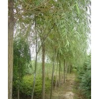 苗农供应柳树 柳树种植基地 速生柳价格 漳河柳价格、旱柳价格、