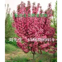 北美海棠供应 北美海棠芽苗 冬红海棠 梨树苗