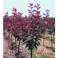 供应红叶碧桃紫叶矮樱紫叶李榆叶梅