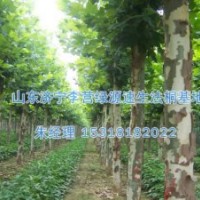 法桐的前景咋样|山东法桐前景如何？-济宁绿源苗圃