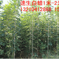 山东大量供应3米高速生白蜡苗，白蜡种子