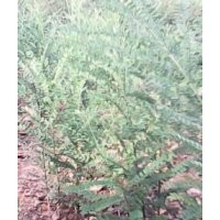 山西国槐苗订购/国槐苗大量出售