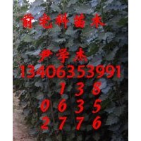 出售：1.5--3公分杨树苗