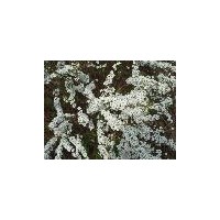 供应珍珠绣线菊大苗