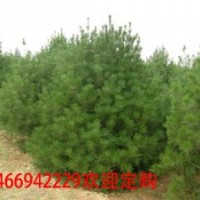 白皮松山西白皮松价格全冠白皮松基地