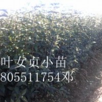 低价出售香樟小苗，大叶女贞小苗，紫薇小苗，桂花小苗