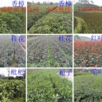 批发小苗香樟、栾树、桂花、黄花槐、重阳木