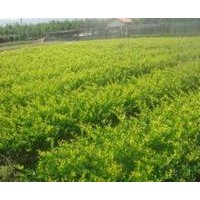 急售一批优质花木国槐、栾树、合欢、青桐、白腊、大叶女贞、垂柳