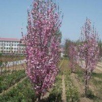 优质龙柱碧桃树苗|山东优质龙柱碧桃树苗|，诚信为本