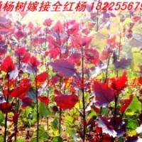 安庆太湖望江桐城怀宁岳西宿松潜山全红杨