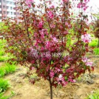 北美海棠 西府海棠 冬红海棠 绚丽海棠 王族海棠
