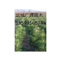 白皮松基地 白皮松小苗 白皮松种子