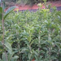 出售大叶朱砂桂，正宗状元红小苗，各规格丹桂树