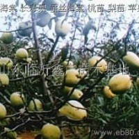 北美海棠 木瓜海棠 木瓜苗 北美海棠芽苗 北美海棠苗木