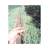 出售吉林樟子松云杉 30公分以上云杉