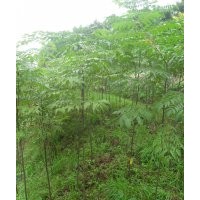 栾树苗出售了。量大从优