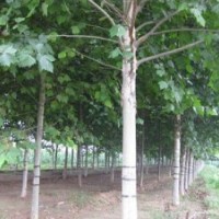 常年供应各种规格 国槐、白腊