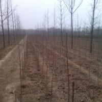 银杏树小苗销售白果苗销售