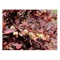 自产自销红叶小檗基地