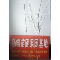 皂角苗种植基地大量供应一年皂角小苗，皂角小苗价格，皂角苗种植