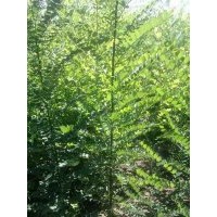 国槐小苗大量供应