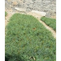 3年（10*15）营养杯华山松