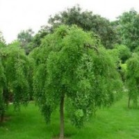 提供优质栾树苗