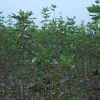 供应一年生1-3米高速生白蜡，80万株