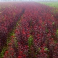 红叶李树苗价格