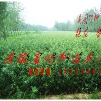 安徽合肥安庆宿松供应美国竹柳小苗扦插段价格