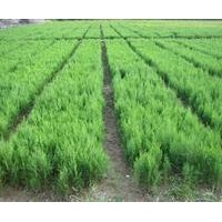 山东优质黑松树苗|黑松苗|黑松苗价格