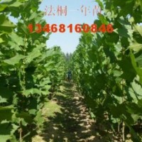 供应青皮垂柳，速生法桐当年苗
