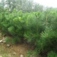 优质黑松树苗|山东优质黑松树苗|，诚信为本