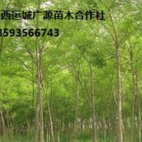 国槐出售、3公分国槐低价大量供应