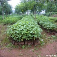 泸州兴隆园林公司供应三叶树苗，泸州三叶树苗