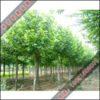 法桐小苗批量销售
