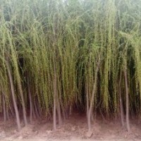 垂柳 垂柳种植 垂柳价格 沭阳县静怡绿化苗木园艺场
