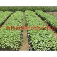 广西博展园林秋枫