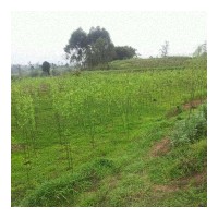 传均林业基地专供竹柳3号、红杨、红枫等