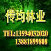 传均林业供应竹柳 中华全红杨 红枫