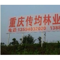 传均竹柳-竹柳3号 全红杨 红枫