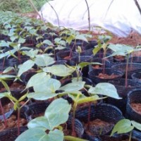 批发美丽异木棉