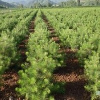 【白皮松、油松、华山松、侧柏】营养杯小苗