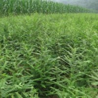 皂荚功效，皂荚价格，皂荚图片