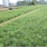 供应侧柏容器袋侧柏苗，80-1米侧柏定制苗