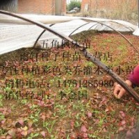 江苏五角枫芽苗五角枫芽苗经销商五角枫芽苗批发出售