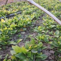 江苏玉兰芽苗红白玉兰芽苗玉兰芽苗经销商